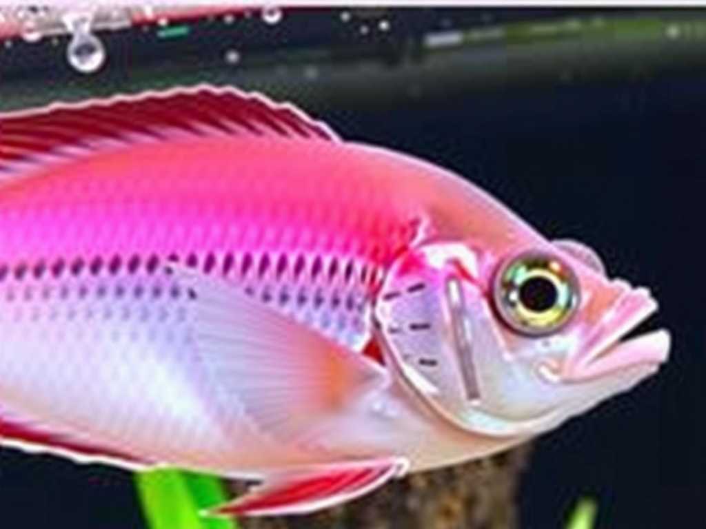 How to Treat Gill Flukes in Ornamental Fish Care: Improve Breathing