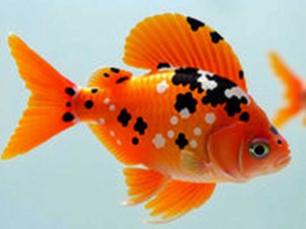 How to Treat Ich in Ornamental Fish Care: Cure White Spots Fast