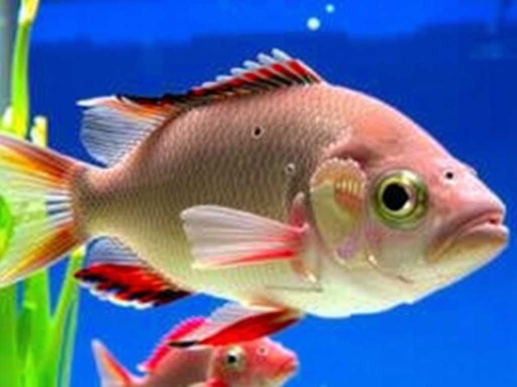 How to Treat Gill Flukes in Saltwater Ornamental Fish: Improve Breathing(1)