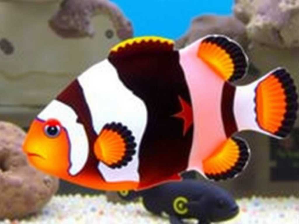 How to Choose Saltwater Ornamental Fish Compatible with Clownfish(1) How to Choose Saltwater Ornamental Fish Compatible with Clownfish(1)