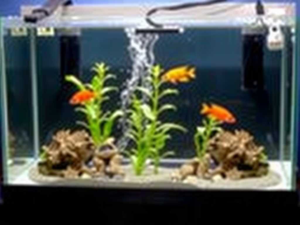 How to Prevent Saltwater Ornamental Fish Tank Leaks: Checks